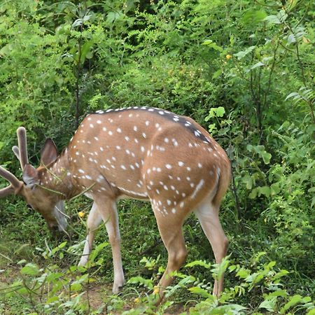 Wild Lake Side Udawalawe Bagian luar foto