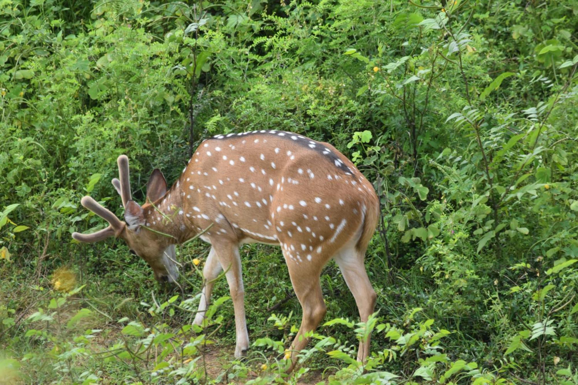 Wild Lake Side Udawalawe Bagian luar foto